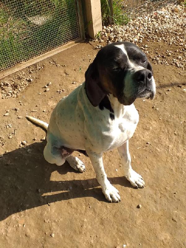 Jaco, elegante pointer Foto 4